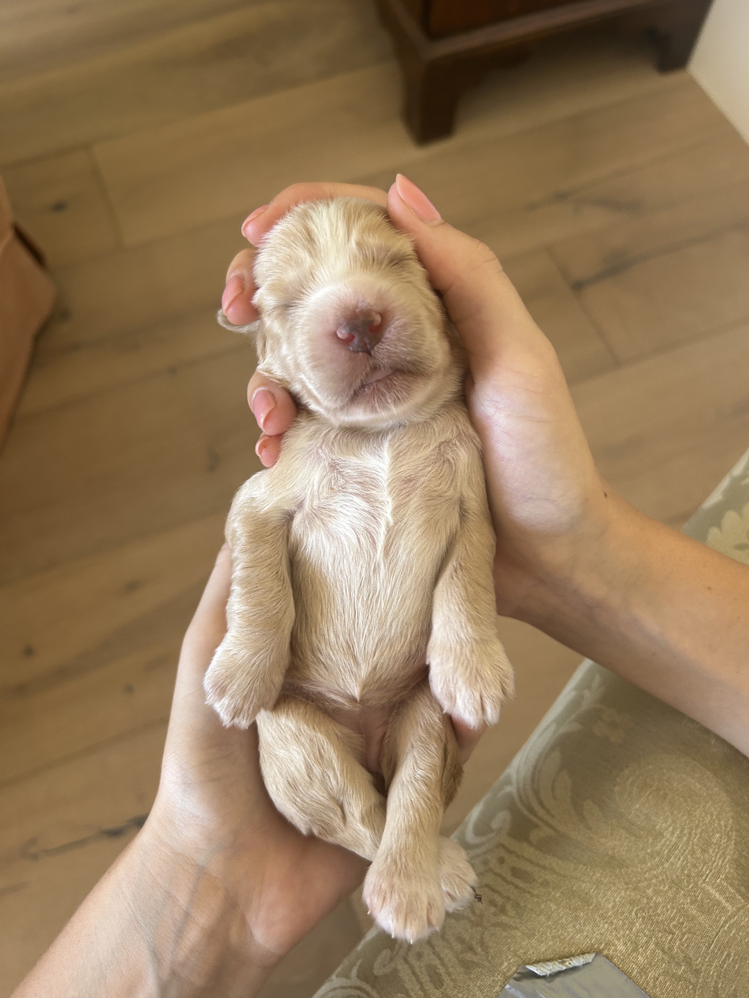 Flapjack Puppy