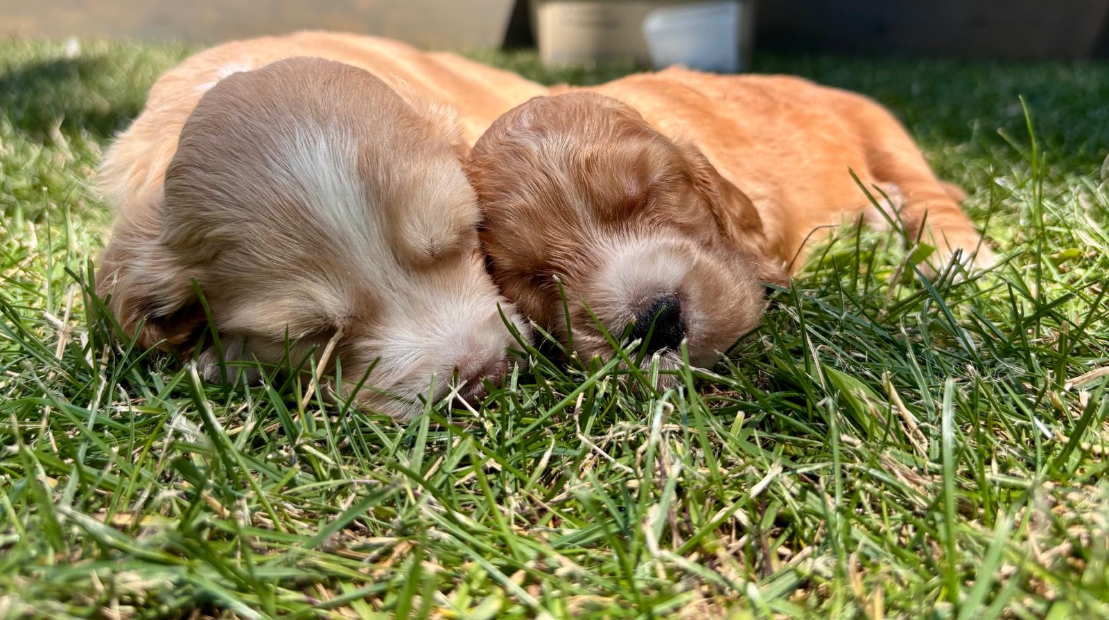 Flapjack Puppy