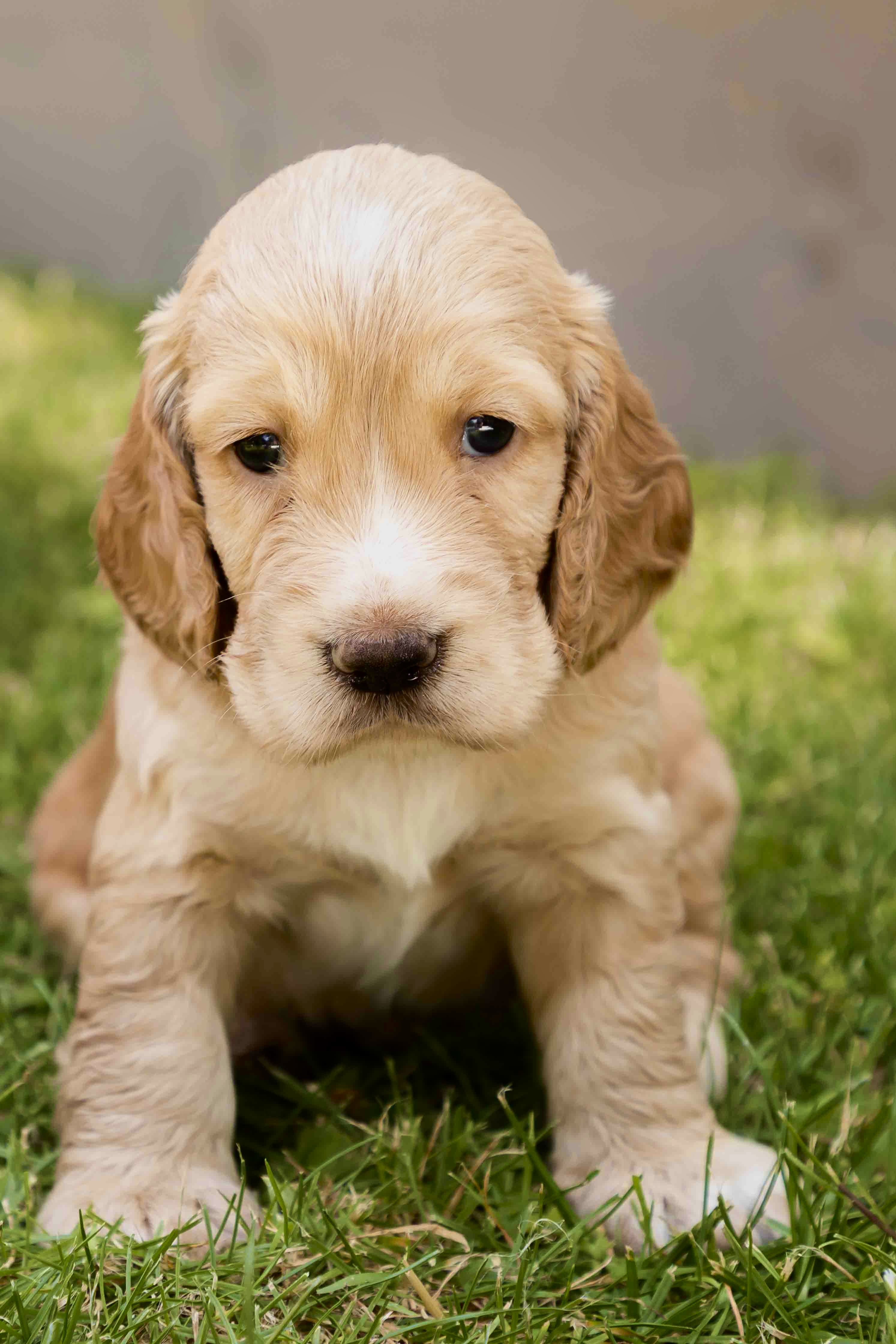 Scooby Puppy