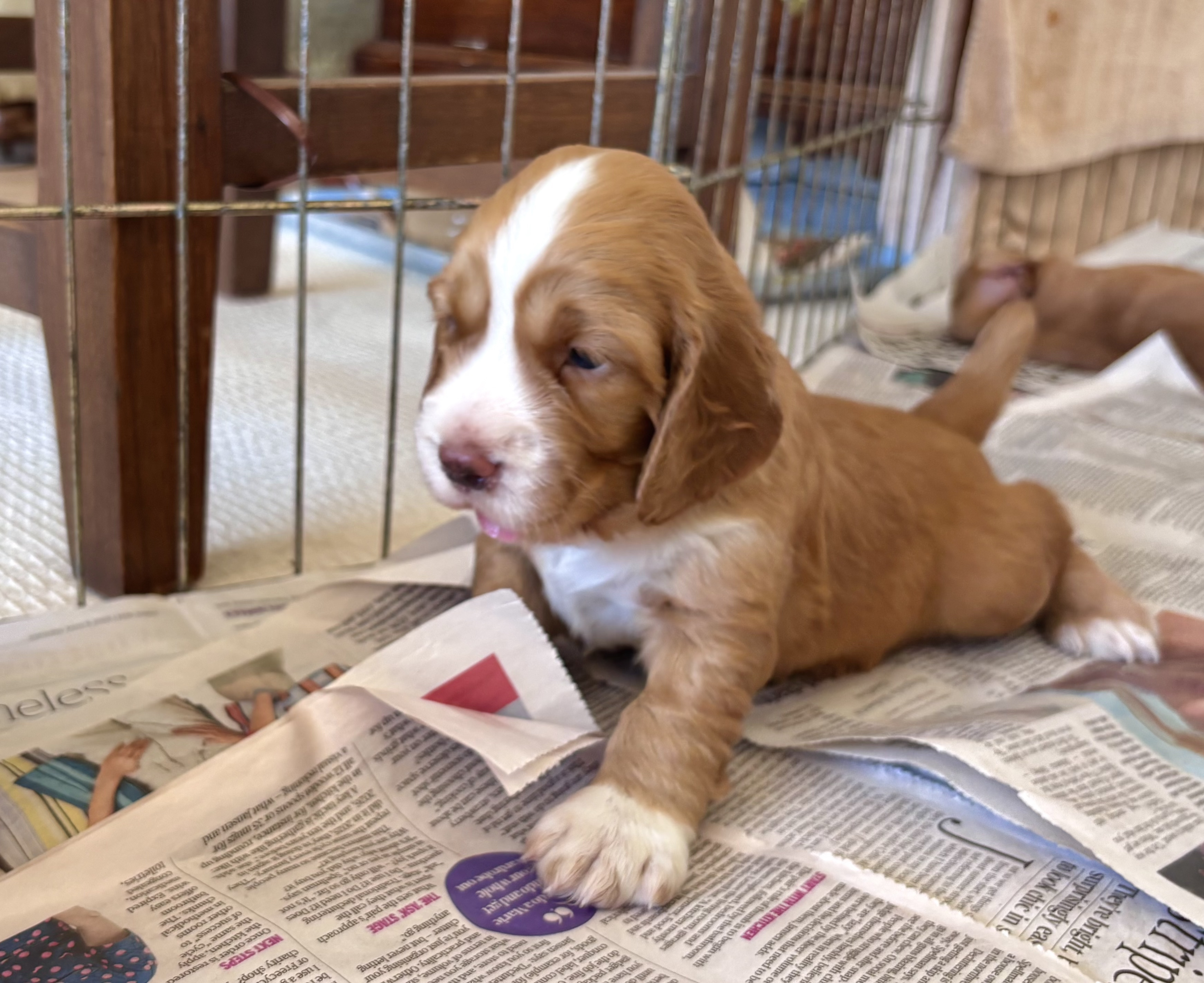 Socks Puppy