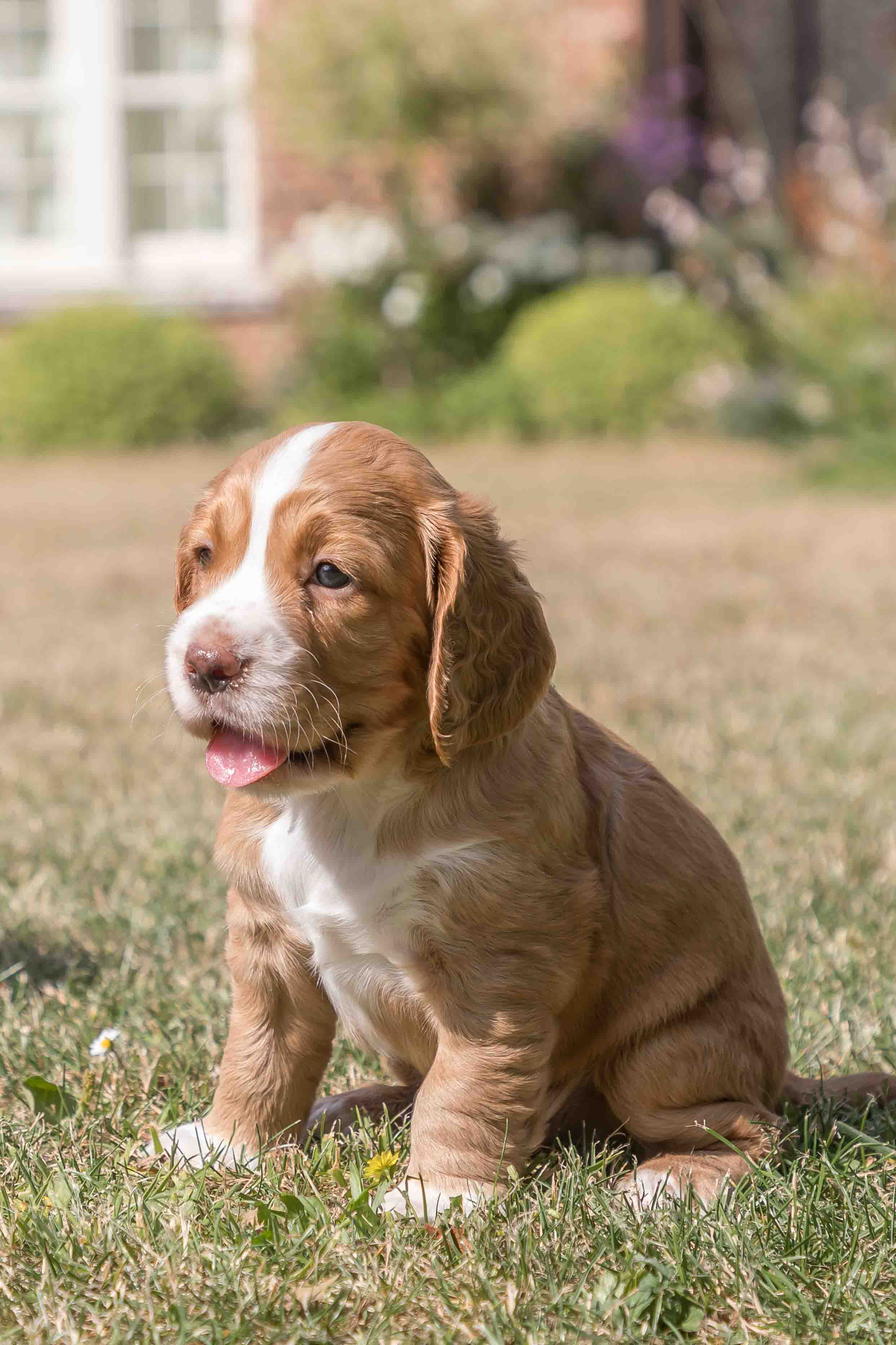 Socks Puppy