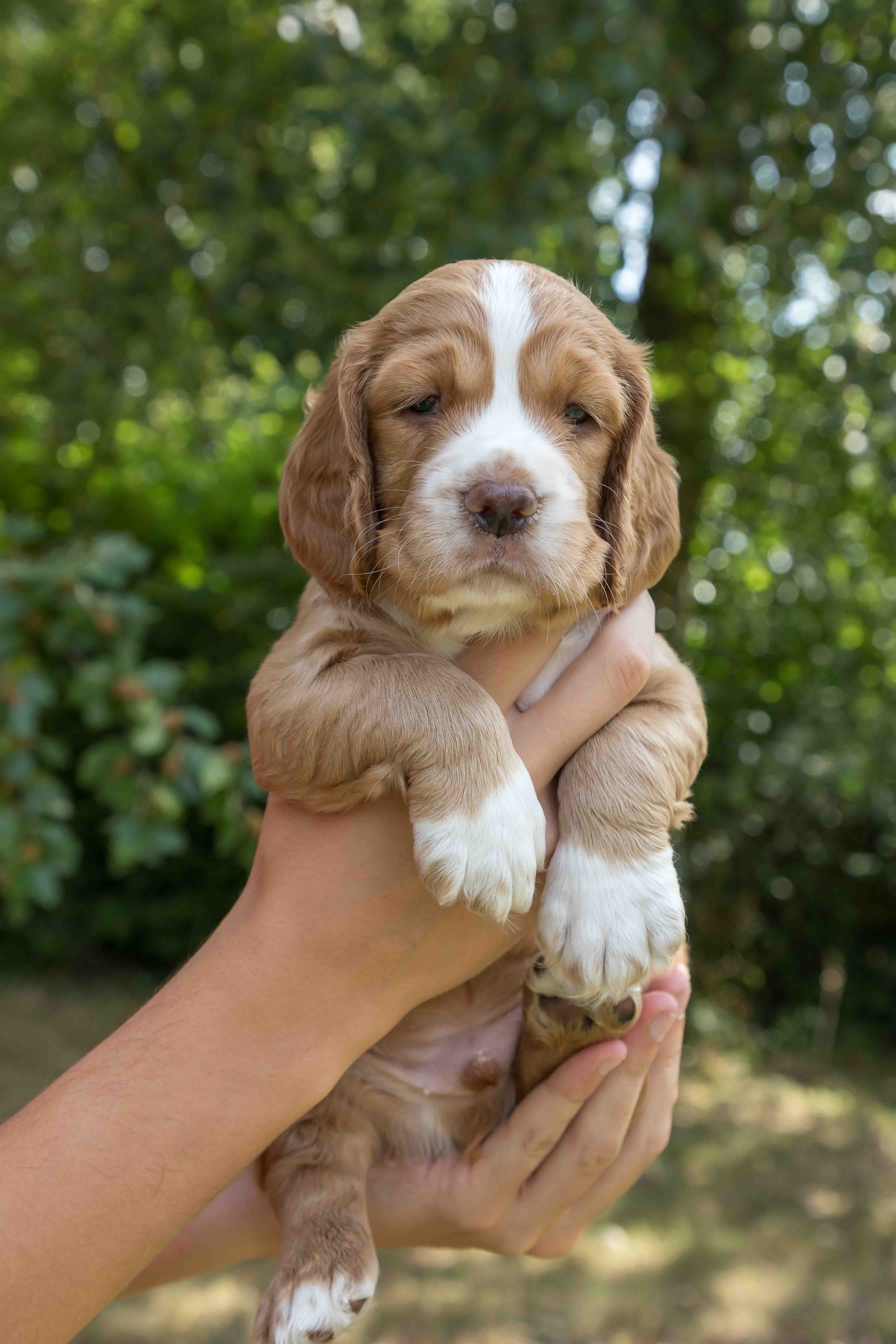 Socks Puppy