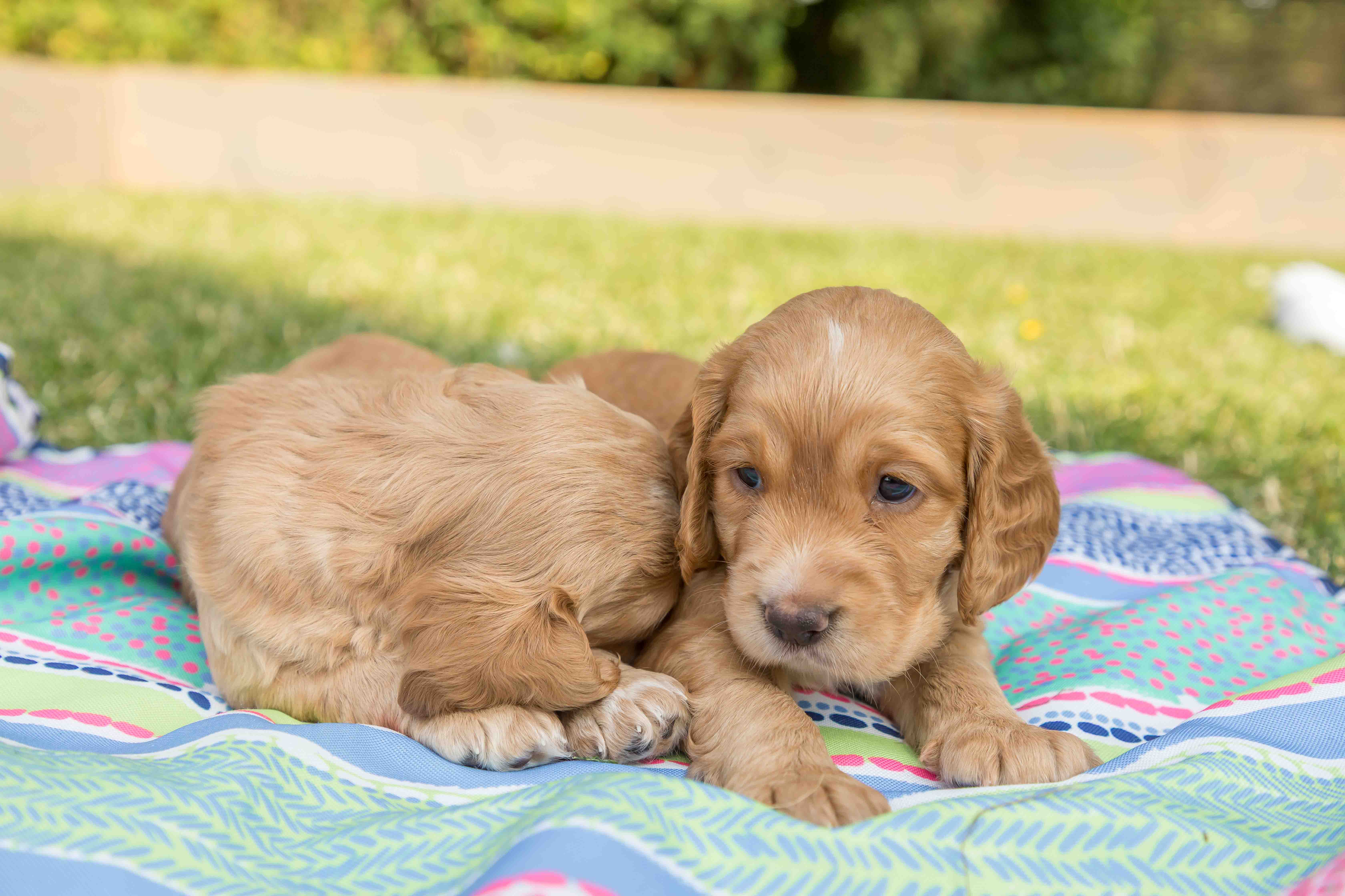 Sprout Puppy