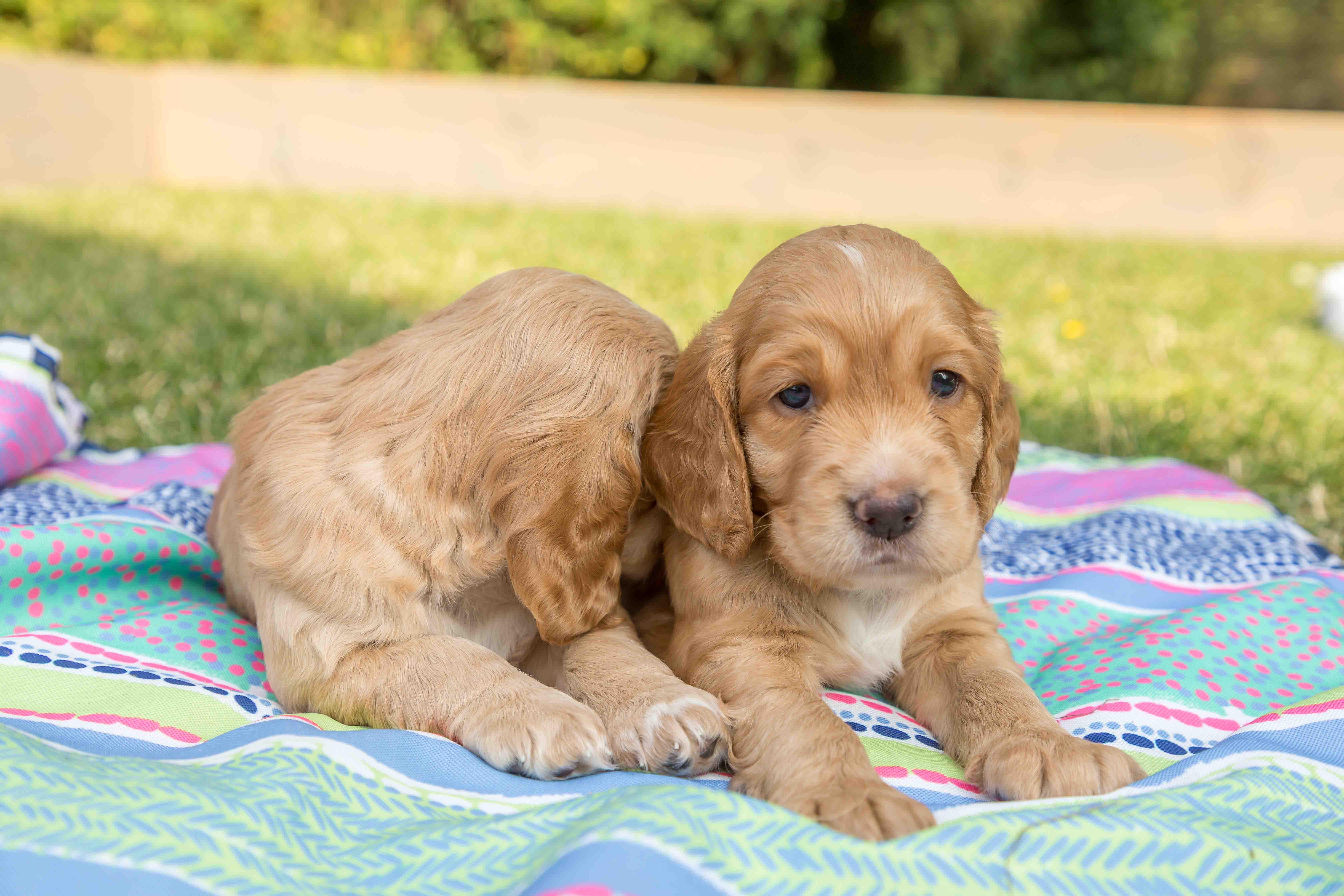 Sprout Puppy