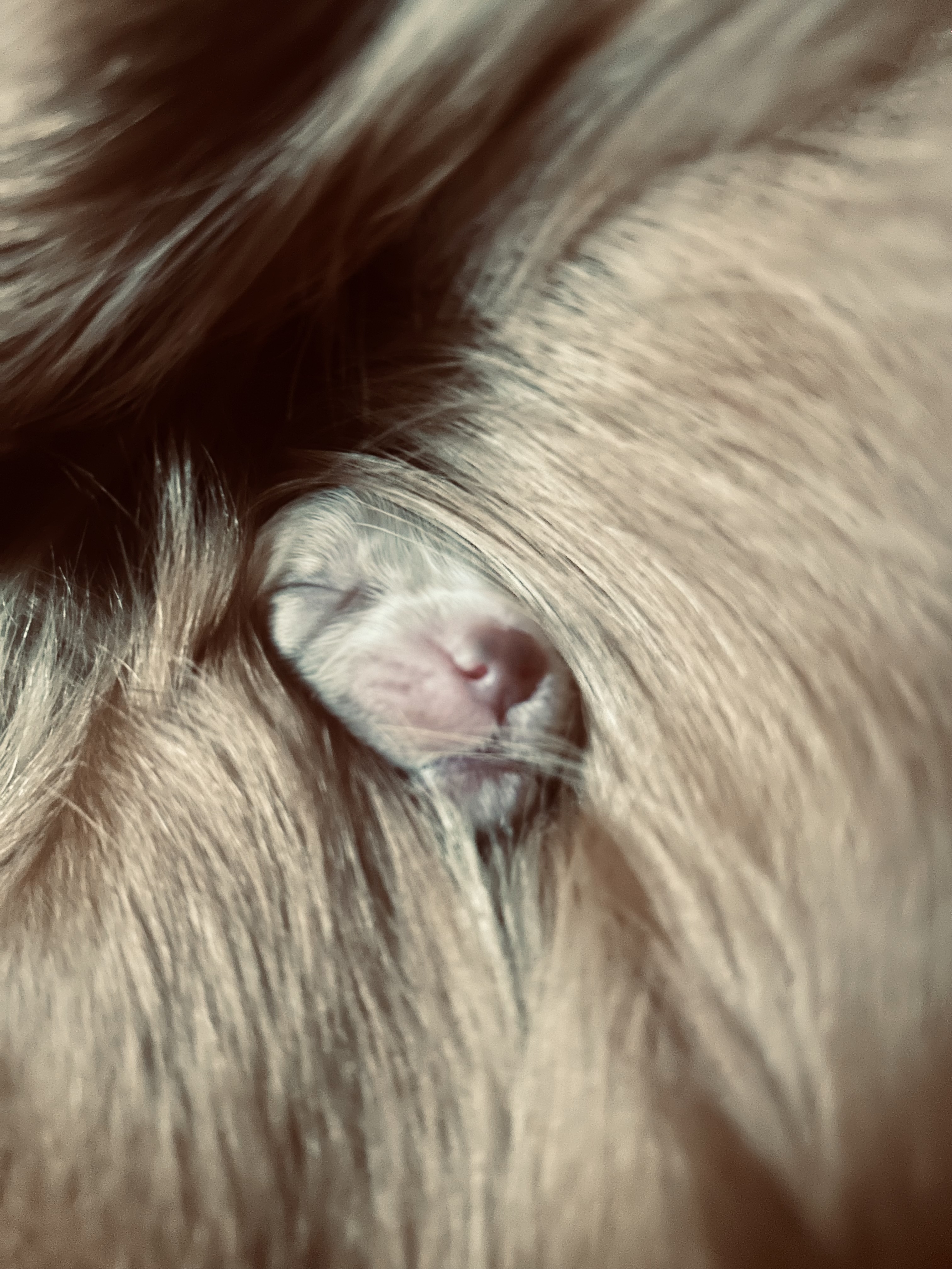 Turnip Puppy