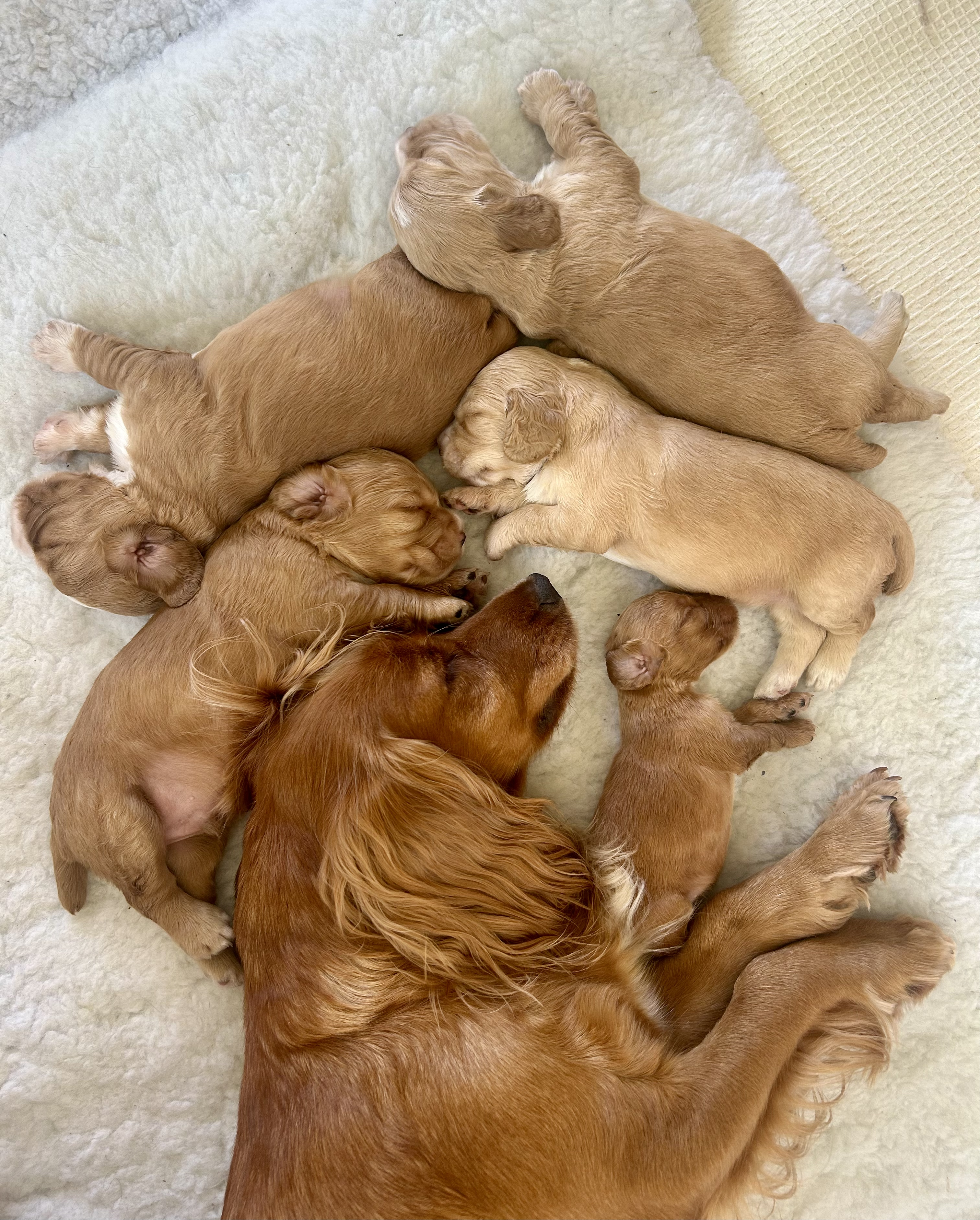 Huns Lodge Working Cocker Spaniels Header